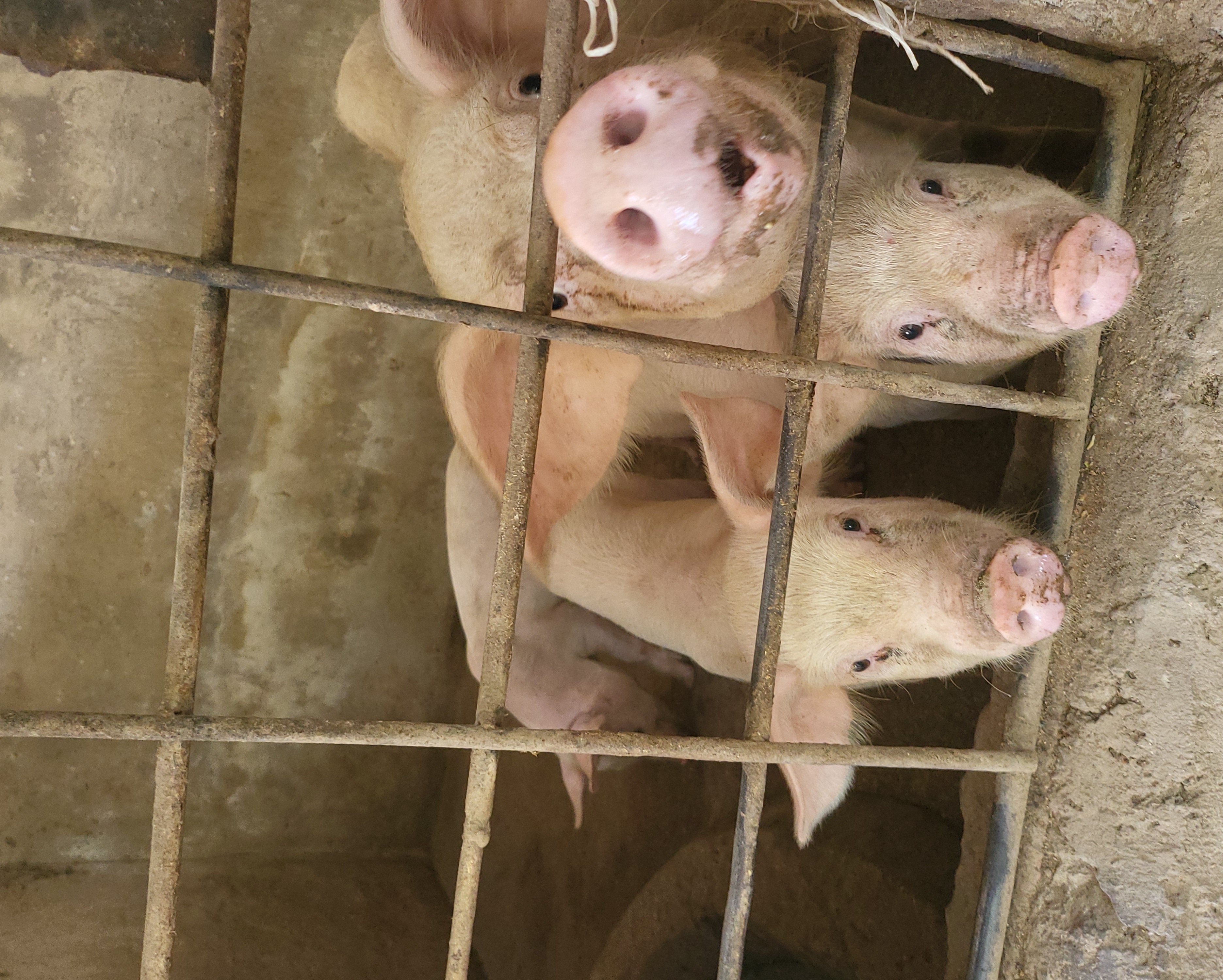 Pig